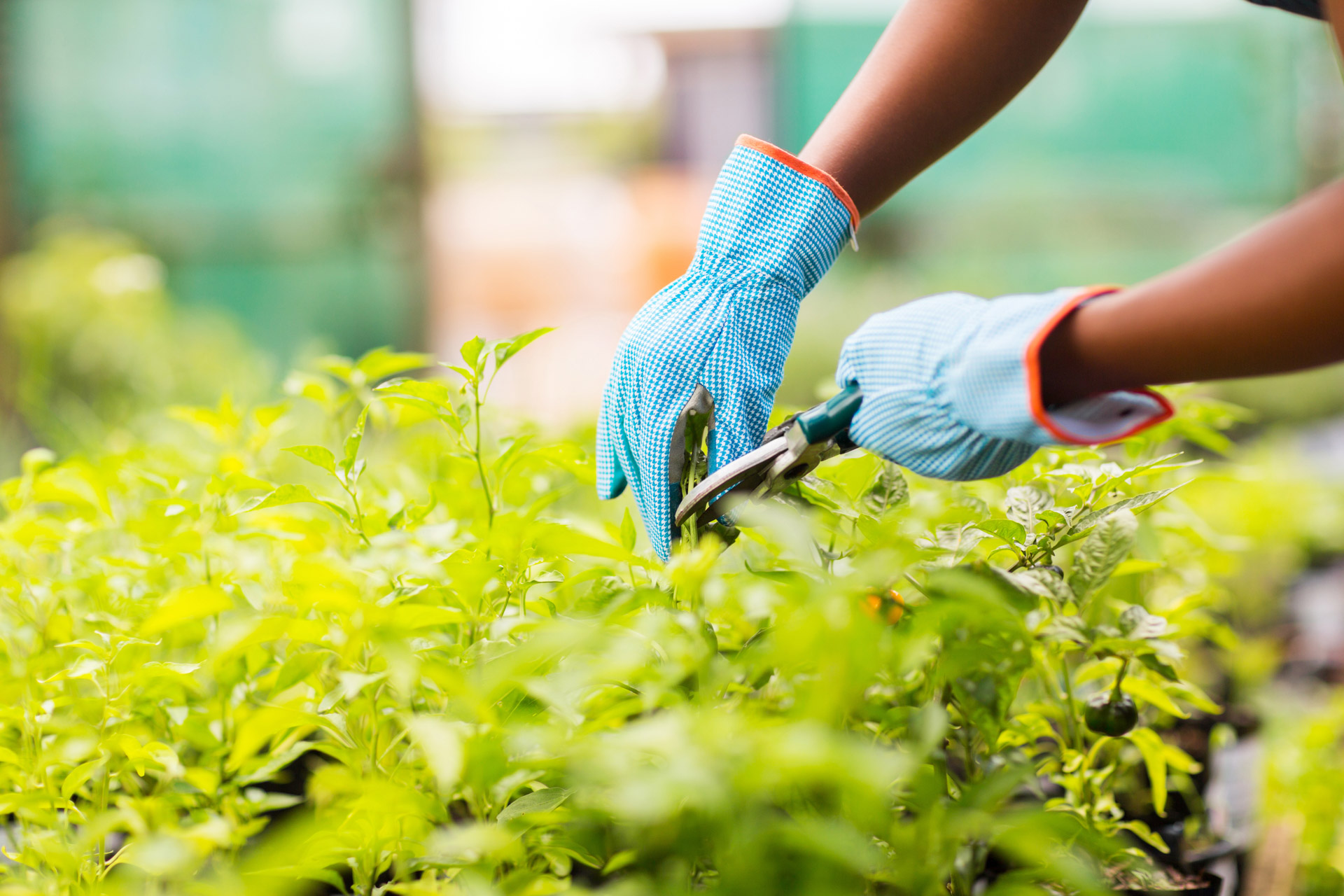 gardener trimming plant